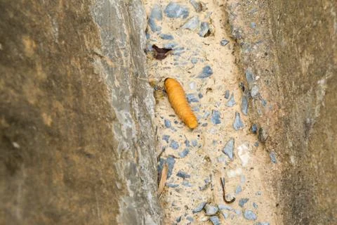 Worm crawling in gutter beside the road Stock Photos