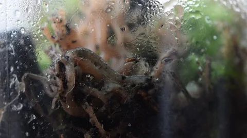 Worm crawling inside the jar Stock Footage 70841098