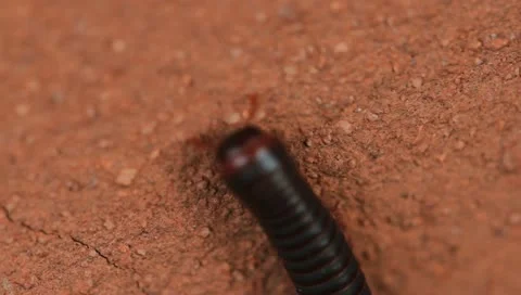 Worm crawling macro 스톡 동영상 11096851