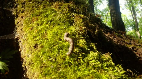 The worm crawling up a moss-grown tree, really wants to eat Stock Footage 37656107
