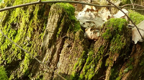 The worm crawling on moss stump Stock Footage 37655824