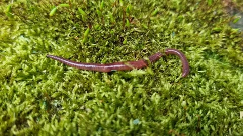 Worm Crawling Over Moss Stock Footage 244881905