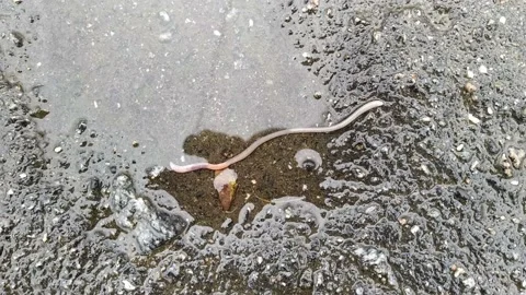 Worm crawling in the rain video in the daytime Stock Footage 153621361