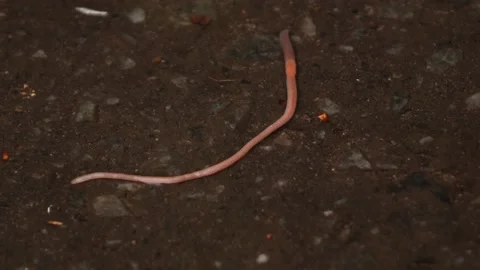 A worm crawls on the asphalt in the rain Stock Footage 132778599