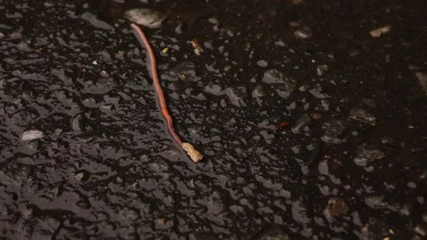 A worm crawls on the asphalt in the rain Stock Footage 132778606