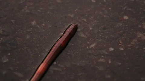 A worm crawls on the asphalt in the rain Stock Footage 132778646