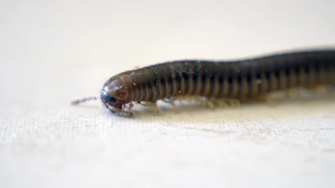 The worm crawls on the floor in the garden Stock Footage 117366316