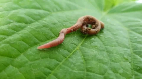 A worm crawls on a green leaf. Stock Footage 130835653