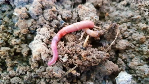 The worm crawls on the ground. Stock Footage 130835661