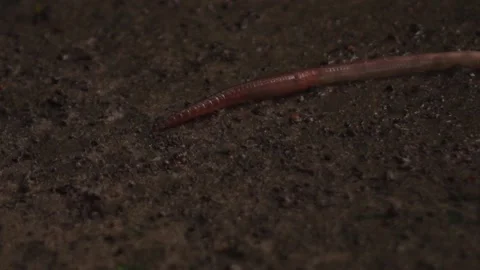 The worm crawls on the ground Stock Footage 132778685