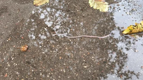 A worm crawls in a puddle. The autumn scene. Rain, puddles and yellow leaves. Stock Footage 316748971