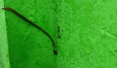 A worm crawls on the wall Stock Photos