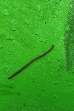 A worm crawls on the wall Stock Photos
