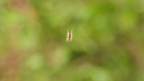 The worm creates fiber up the tree, 4k video Stock Footage 93069560