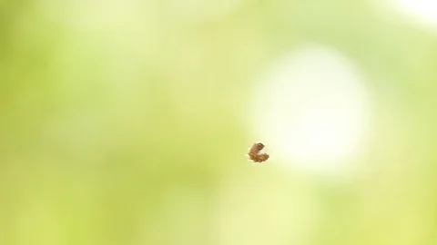 The worm creates fiber up the tree, 4k video 스톡 동영상 93071600