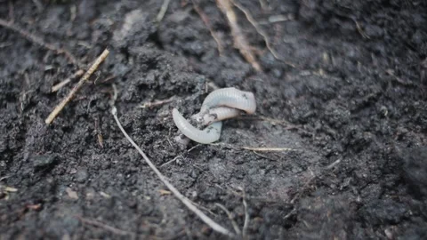Worm dances and hides Stock Footage 241798165