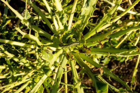 Worm destroying cabbage 스톡 사진