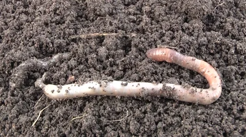 Worm dug in the ground Stock Footage