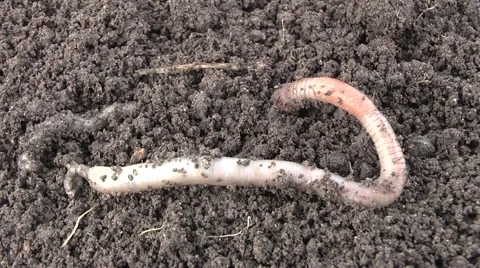 Worm dug in the ground Stock Footage 6531803