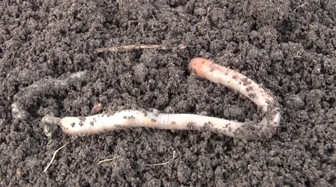 Worm dug in the ground Vídeo Stock 6531804