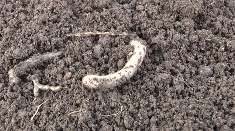 Worm dug in the ground Stock Footage 6531805