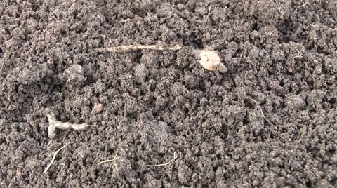 Worm dug in the ground Stock Footage 6531861