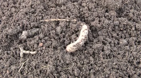 Worm dug in the ground Vídeo Stock 6531863