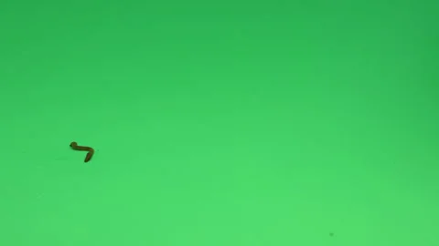 Worm Earth worm on Green screen Chroma Key Pt1 of 13 Stock Footage 240135639