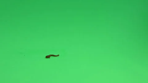 Worm Earth worm on Green screen Chroma Key Pt5 of 13 Stock Footage 240140568