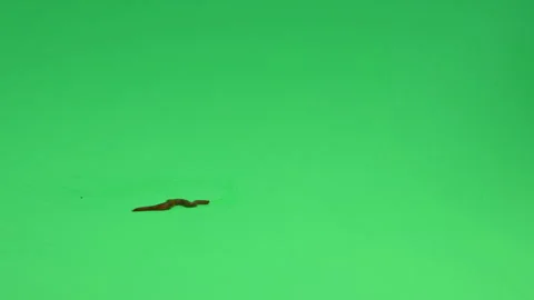 Worm Earth worm on Green screen Chroma Key Pt6 of 13 Stock Footage 240140676