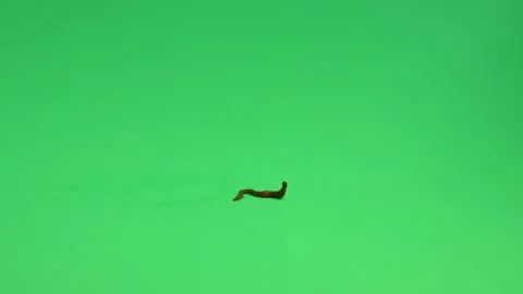 Worm Earth worm on Green screen Chroma Key Pt13 of 13 Stock Footage 240148063