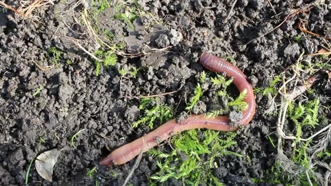 Worm. Earthworm crawls on the ground, the worm digs a hole Stock Footage 145936081