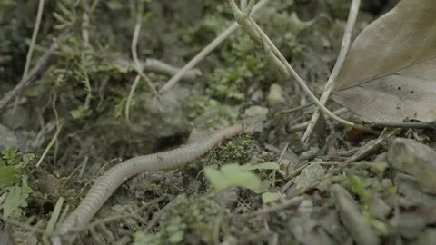 Worm / earthworm moving in slow motion, close up, slog3 Stock Footage 166638858
