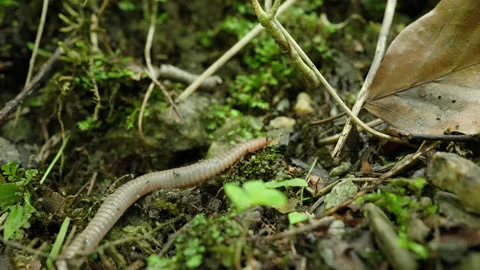 Worm / earthworm moving in slow motion, close up Stock Footage 166639150