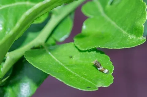 Worm eat lime leaf. Stock Photos