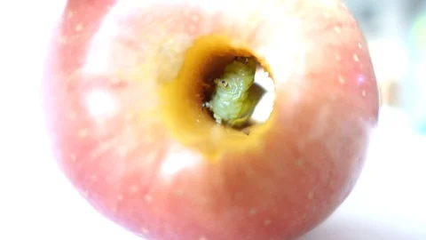 Worm eating an apple inside 動画素材 107378378