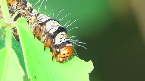 Worm eating a leaf 스톡 동영상 291534831
