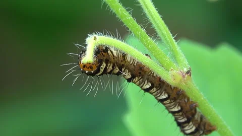Worm eating a leaf 스톡 동영상 297605540