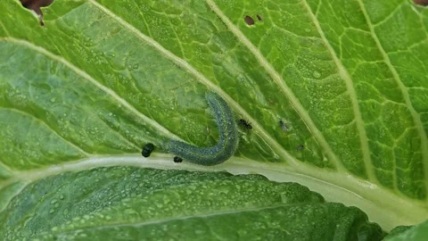 A worm eating the leaf. Stock Footage 305371310
