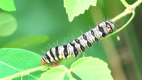 Worm eating plant leaf 스톡 동영상 291383667
