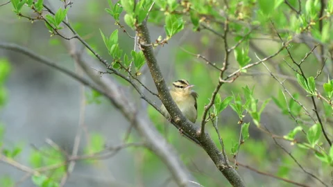 Worm-eating Warbler singing Stock Footage 152429344