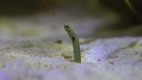 A worm eel fish sticking in the sea ground Stock Footage 251741770