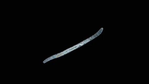 The worm Enchytraeus sp. under the microscope, Oligochaeta, order Haplotaxida. Stock Footage 145752757