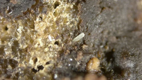 Worm Enchytraeus sp. under the microscope, Oligochaeta, order Haplotaxida. Lives Stock Footage 170370574