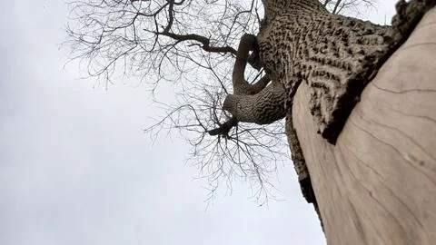 Worm eye view looking up bare tree branches grey sky stock photo view Fotos de archivo