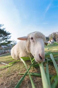 Worm eye view of Sheep eating grass with soft focus and blurred background Stock Photos