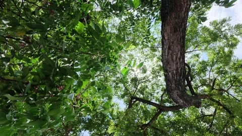 Worm Eye View of Sun Flare Bursting Through Green Tree Canopy Stock Footage 345548573