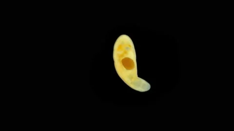 Worm family Polycystididae under a microscope, possibly Macrorhynchus sp. Stock Footage 234056014
