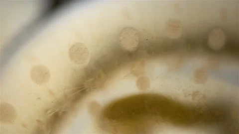 Worm family Sphaerodoridae under a microscope, possibly Sphaerodorum gracilis. Stock Footage 233854454
