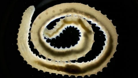 Worm family Sphaerodoridae under a microscope, possibly Sphaerodorum gracilis Stock Footage 233854841